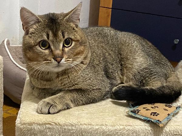 Bibó cerca adozione del cuore  Foto 2